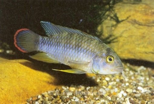 Apistogramma nijsseni