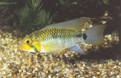 Apistogramma steindachneri