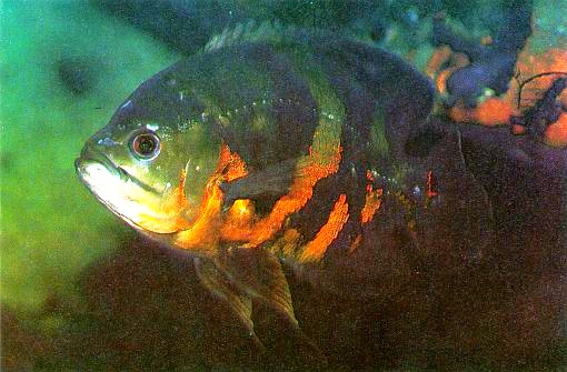 Astronotus ocellatus