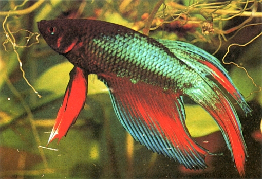 Betta splendens