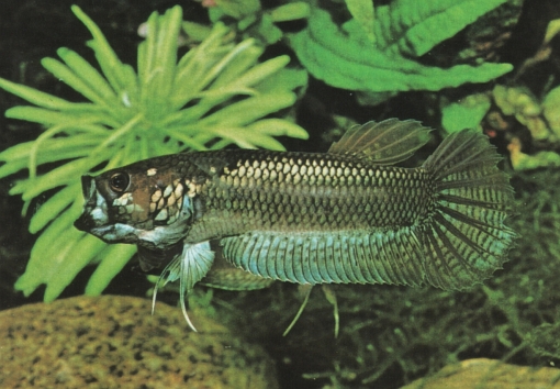 Betta unimaculata