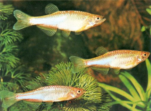 Danio albolineatus 