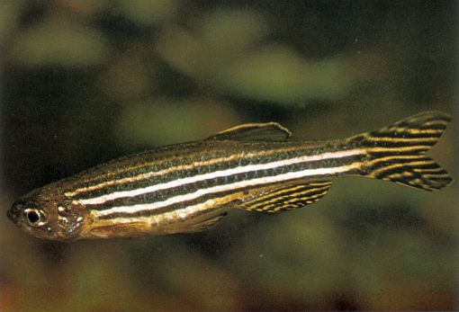 Danio rerio