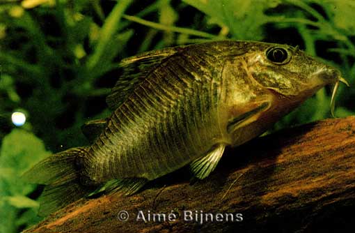 Corydoras splendens