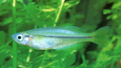 Cairnsichthys rhombosomoides