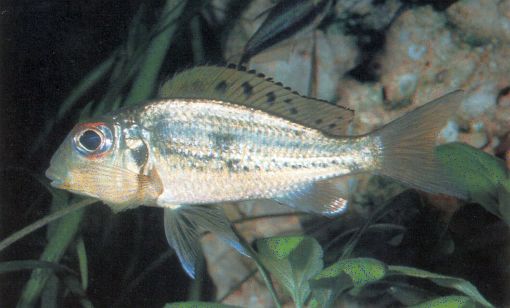 Callochromis macrops