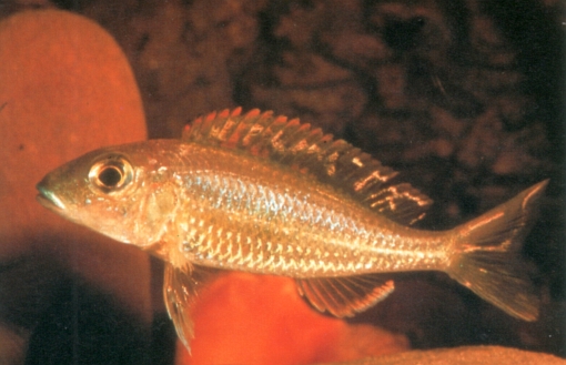 Callochromis pleurospilus