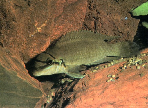 Chalinochromis brichardi