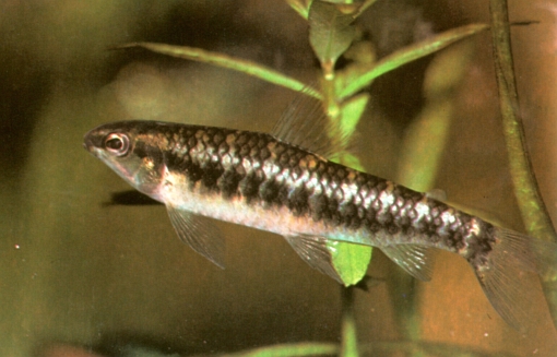 Characidium fasciatum