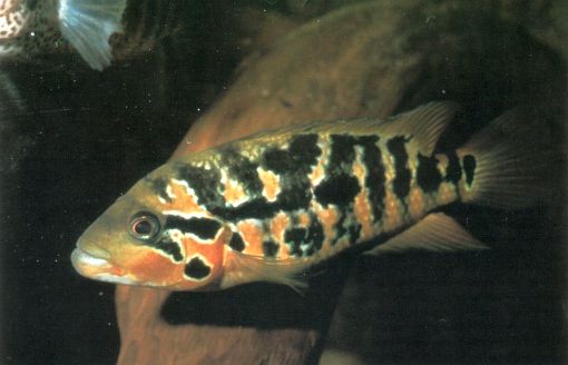 Parachromis motaguensis