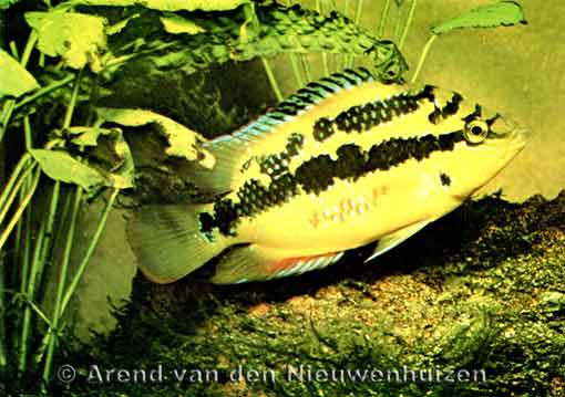 Trichromis salvini