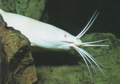 Clarias batrachus