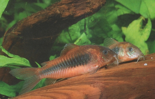 Corydoras aeneus