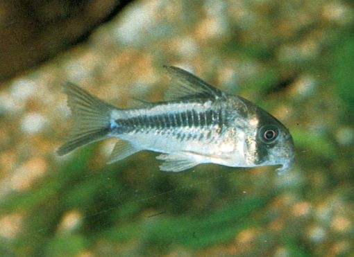 Corydoras axelrodi