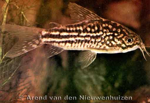 [Foto Corydoras elegans]