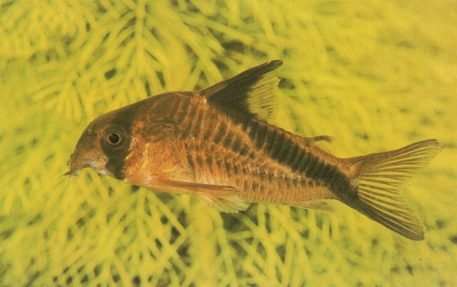 Corydoras melini