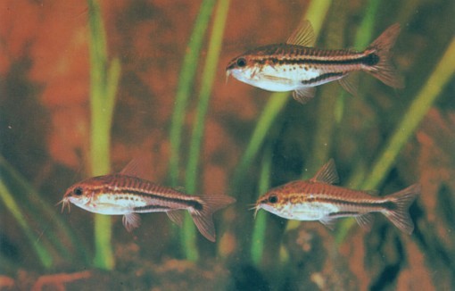 Corydoras pygmaeus