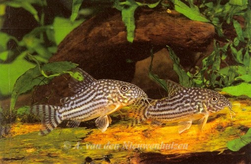 Corydoras sterbai