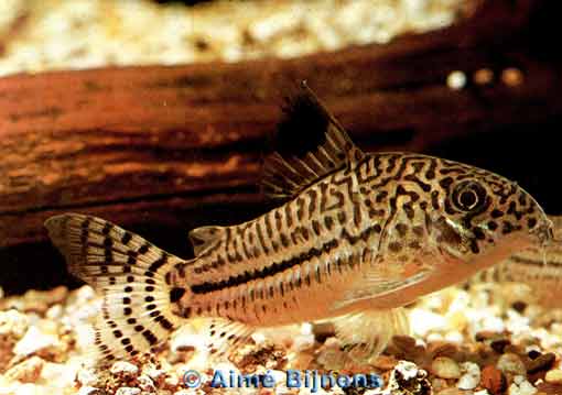 [Foto Corydoras trilineatus]