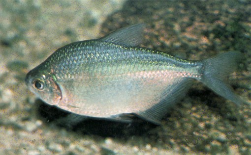 Ctenobrycon spilurus