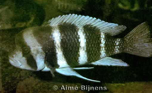 Cyphotilapia frontosa