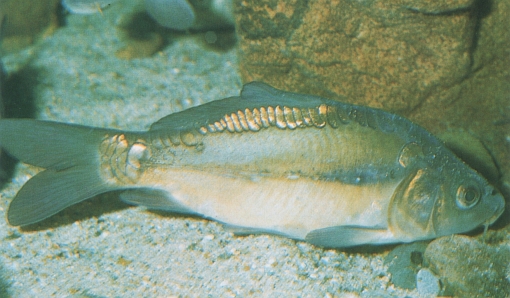 Cyprinus carpio