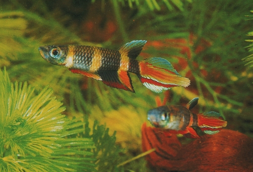 Epiplatys annulatus