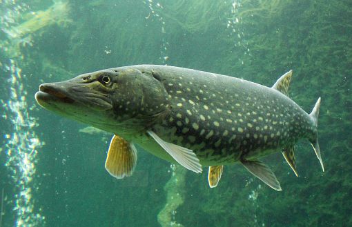 Esox lucius