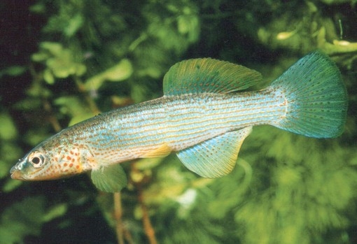 Fundulus catenatus