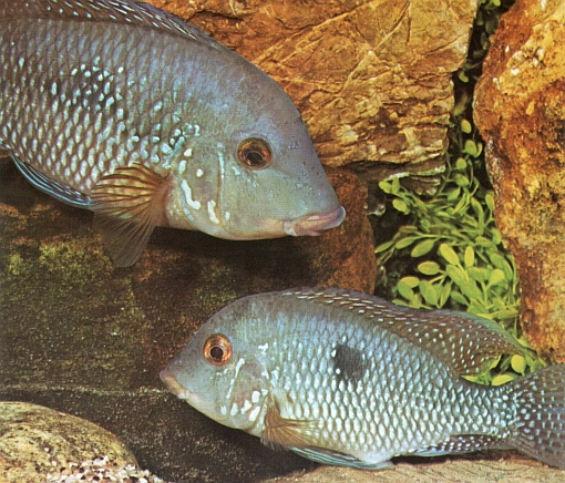 Geophagus brasiliensis