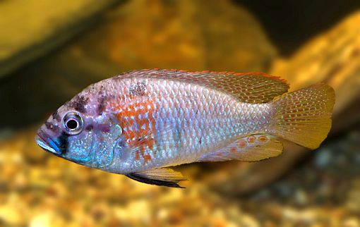 Astatotilapia burtoni