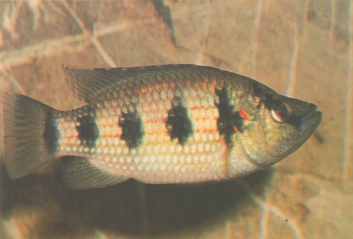 Hemichromis fasciatus