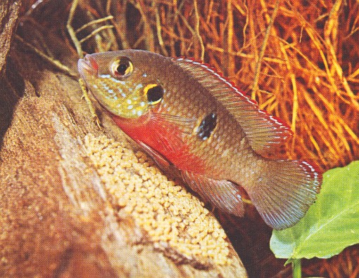 Hemichromis guttatus