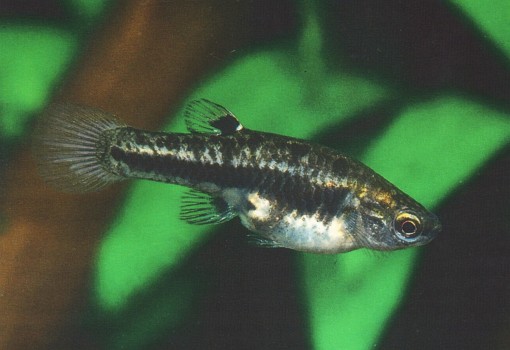 Heterandria formosa