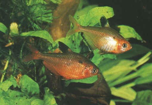 Hyphessobrycon eques