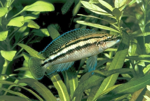 Julidochromis dickfeldi