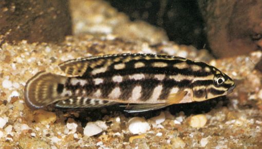 Julidochromis marlieri