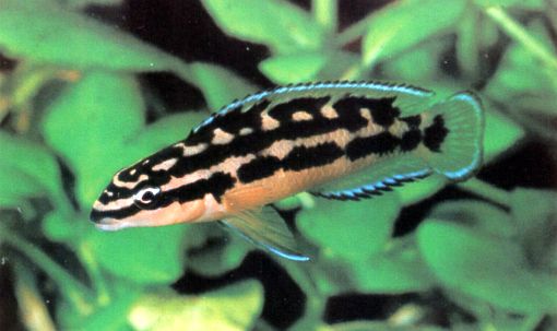 Julidochromis ornatus