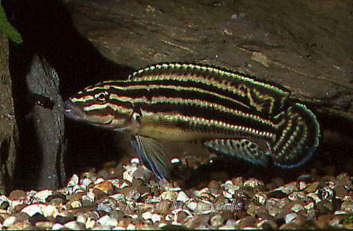 Julidochromis regani