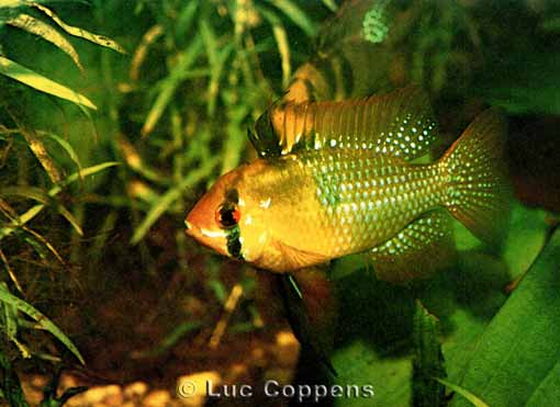 Mikrogeophagus ramirezi