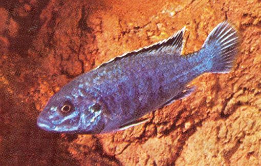 Labidochromis joanjohnsonae