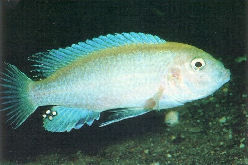 Labidochromis pallidus