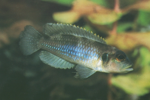 Lamprologus ocellatus