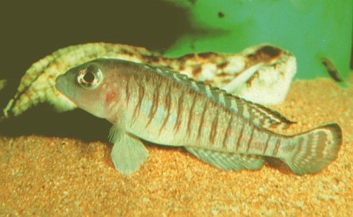 Lamprologus signatus