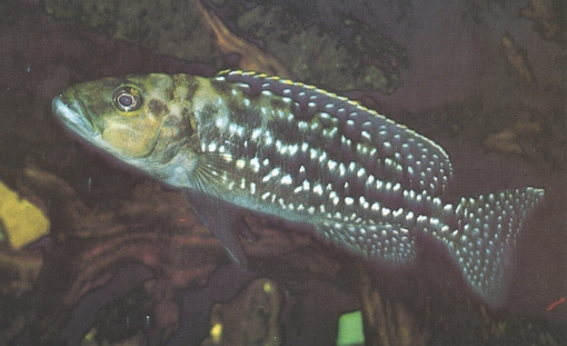 Lepidiolamprologus elongatus