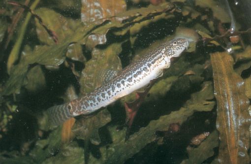 Lepidocephalichthys thermalis