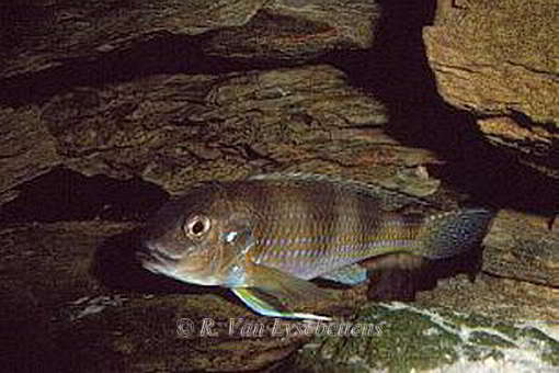 Limnochromis auritus