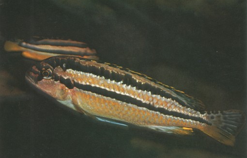 Melanochromis auratus