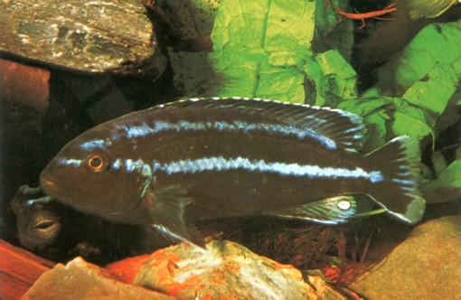 Melanochromis loriae 