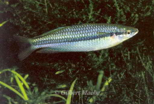 Melanotaenia nigrans